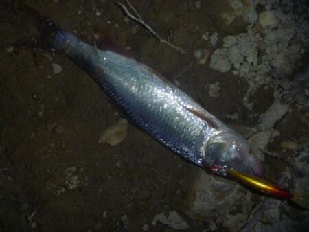 淡水魚釣行　5月26日