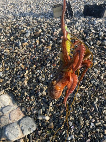 タコ釣ったどー。