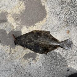 久しぶりのヒラメ