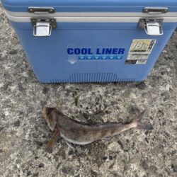ホッケリベンジ！
