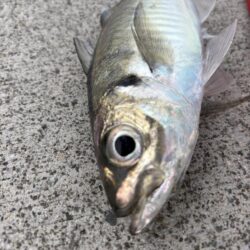 アジングで30センチ