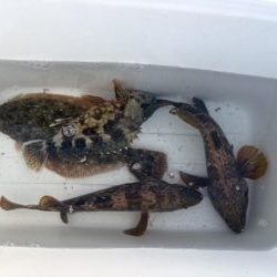フラットフィッシュ