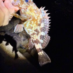 メバルさんは何処へ…