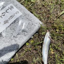 小鮎釣り