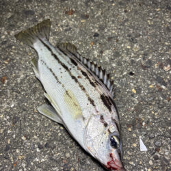 珍しい魚が釣れた
