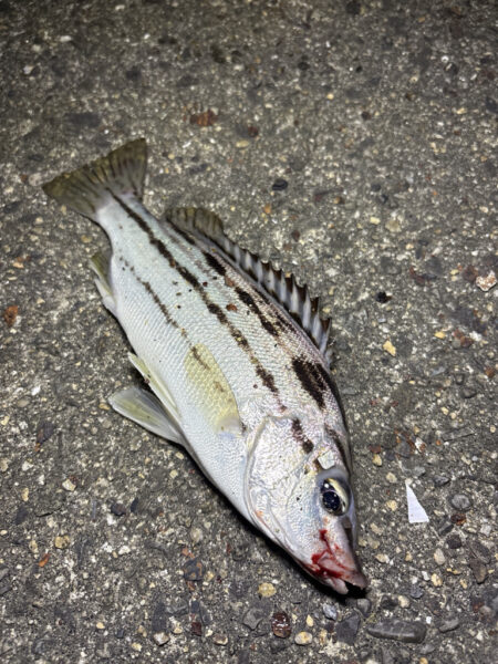 珍しい魚が釣れた