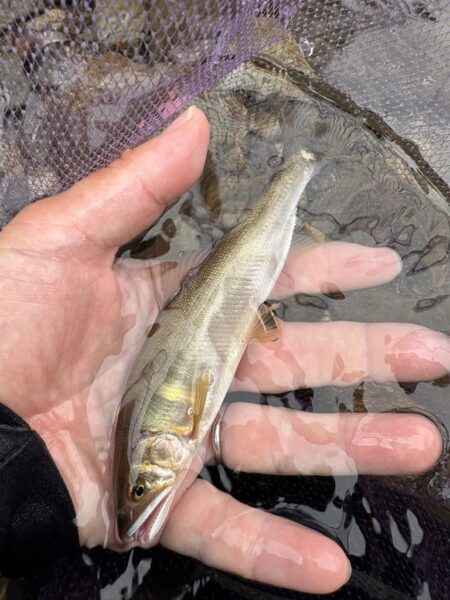 鮎釣り