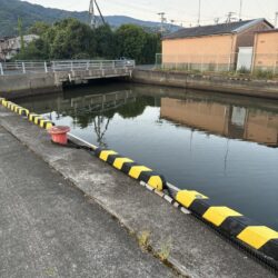 イカ、キス狙い朝マヅメ