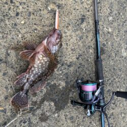 カサゴ釣り
