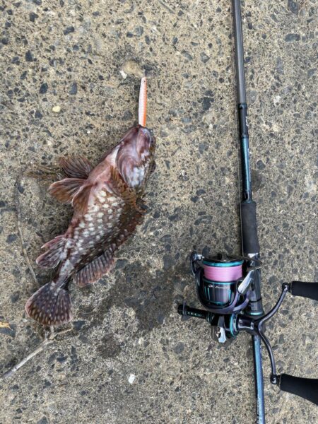 カサゴ釣り