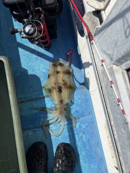 海王神ティップラン調査便