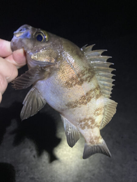 初夏のメバル