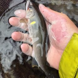 鮎釣り
