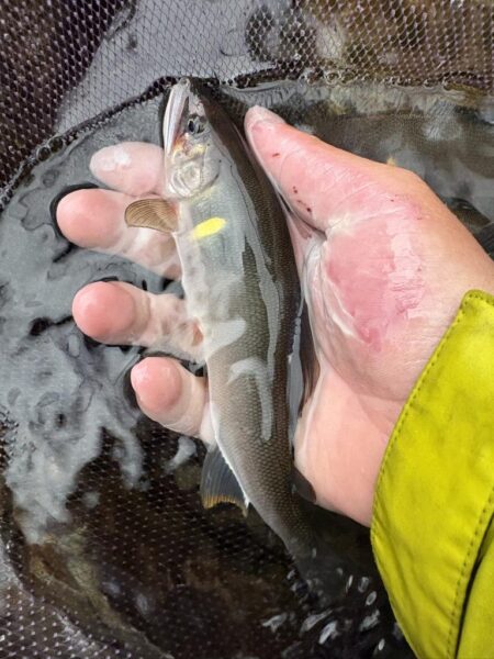 鮎釣り