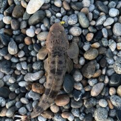 ホタパタ