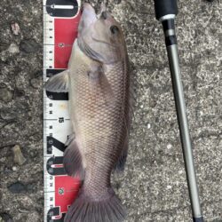 ヘチ釣り