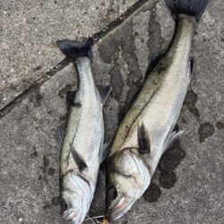 セイゴアタリ多いけどなかなか釣れないです