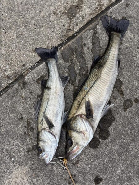 セイゴアタリ多いけどなかなか釣れないです