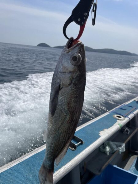 クログチ釣り
