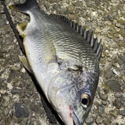 短時間釣行