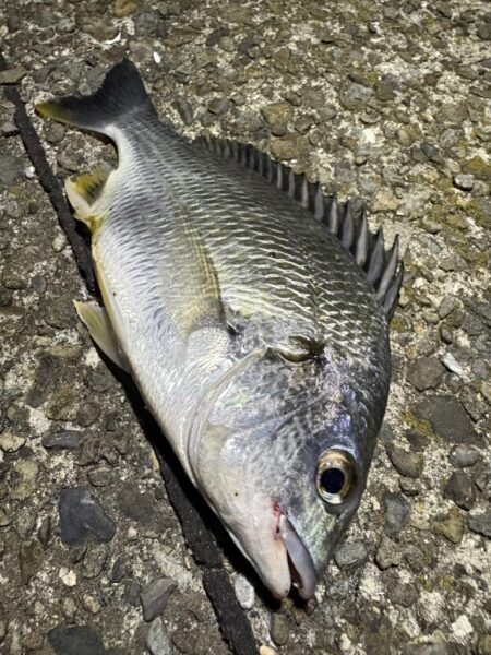 短時間釣行