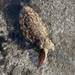 コウイカ