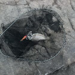 シリヤケのち