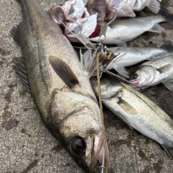セイゴやハネがたくさん釣れました！