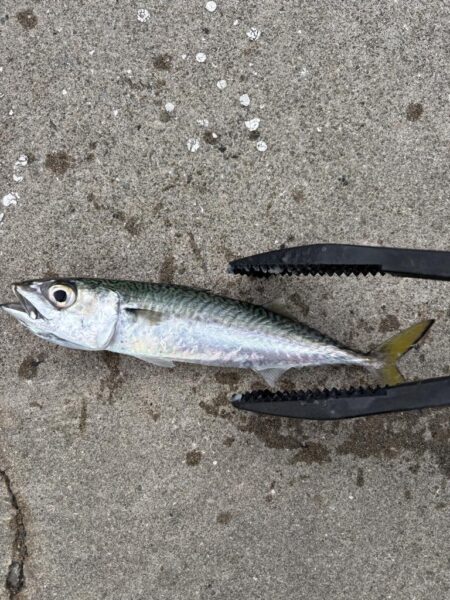 サビキでサバがよく釣れました