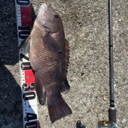 ヘチ釣り