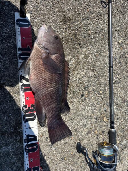 ヘチ釣り
