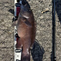 ヘチ釣り