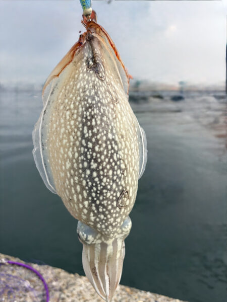 🦑イカヤッホー🦑