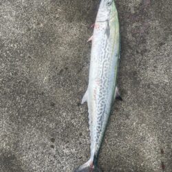糸魚川LSJ