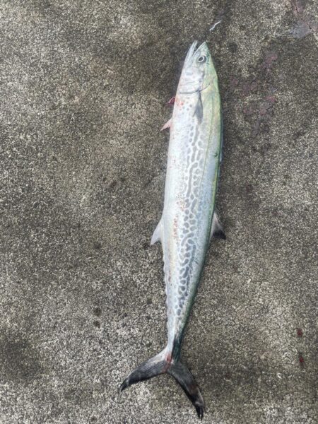 糸魚川LSJ