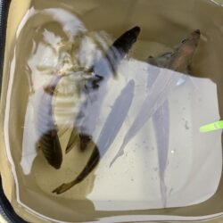 釣れました^_^