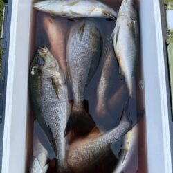若狭湾イサキ釣り
