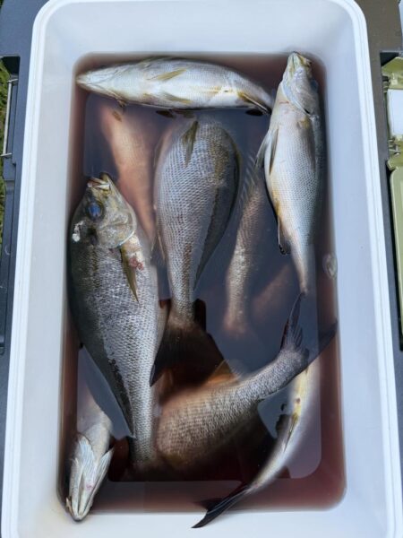 若狭湾イサキ釣り