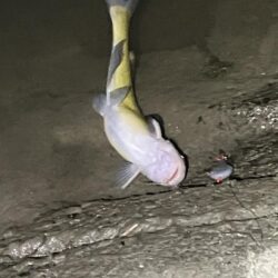 ある意味期待通り