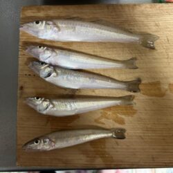 宇島港でキス釣り