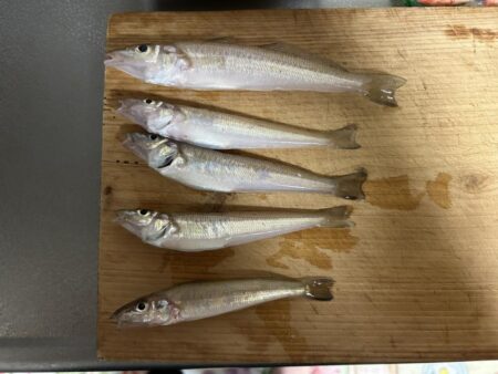 宇島港でキス釣り