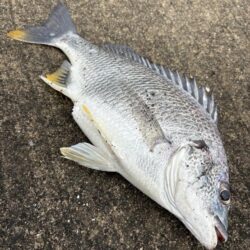 断捨離釣行