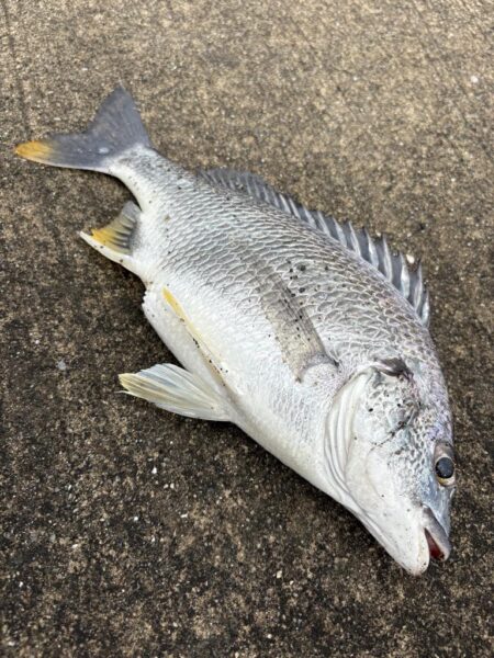 断捨離釣行