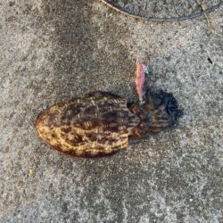 今期初モンゴ