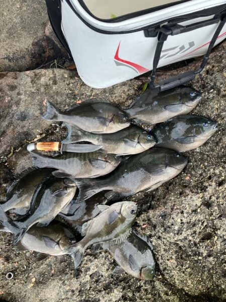 磯フカセ釣り