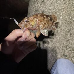今年も無事にアジつれました