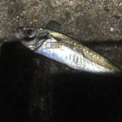 アジの管理