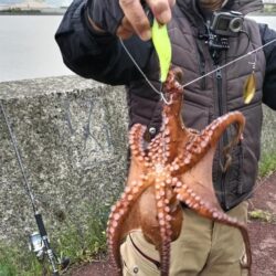 やっと釣れ出しました、タコさん登場です！