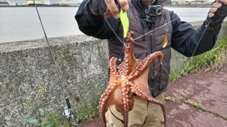やっと釣れ出しました、タコさん登場です！