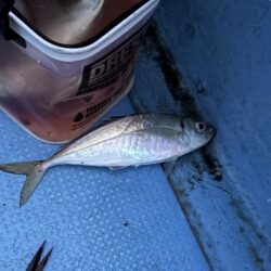 鳥取港デカアジ釣り｜ラッシュは来たが短時間・・・